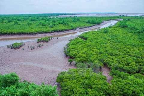 Cultivo de bosques de manglares, protección efectiva de diques marinos 