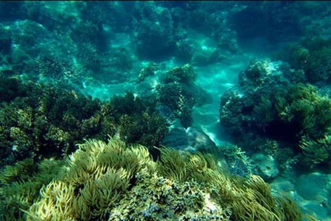 Buscan recuperar coral mediante arrecifes artificiales en costa de Vietnam