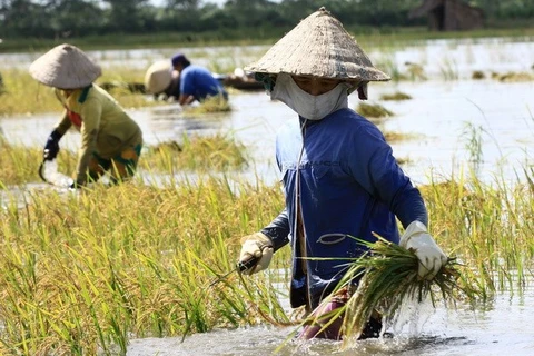 Impulsan agricultura con adaptación al cambio climático en Vietnam