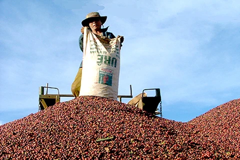Aumentan exportaciones de productos acuícolas, café y té de Vietnam