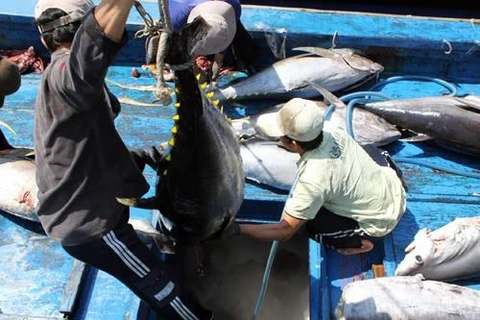 Aumenta exportación de atún vietnamita a Estados Unidos
