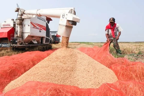 Laos fija meta de exportar 400 mil toneladas de arroz en 2017
