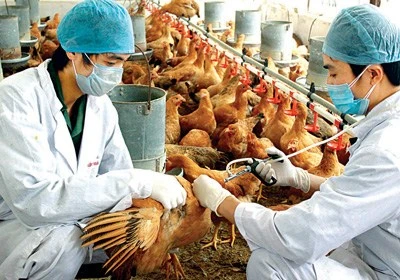 Reportan brote de gripe aviar H5N1 en Camboya