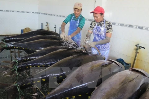 Exportación de atún vietnamita aumentará en ocho por ciento en 2017
