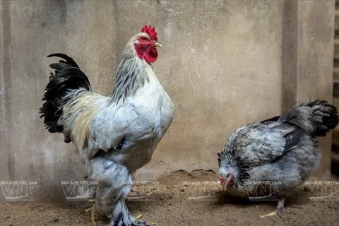Cría de pollos Brahma en Saigón