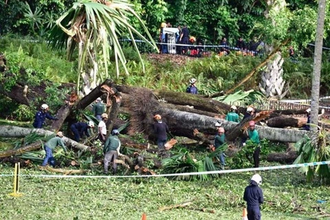 Un muerto y cuatro heridos tras caída de árbol gigante en Singapur