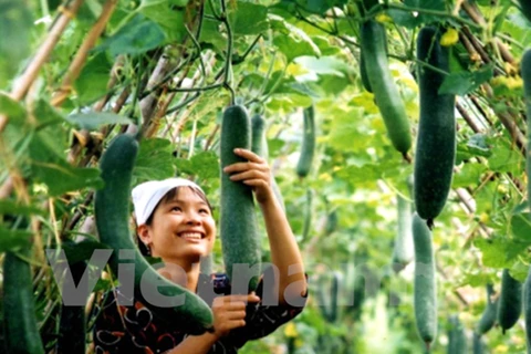 Exportaciones hortofrutícolas vietnamitas siguen con bueno rumbo 
