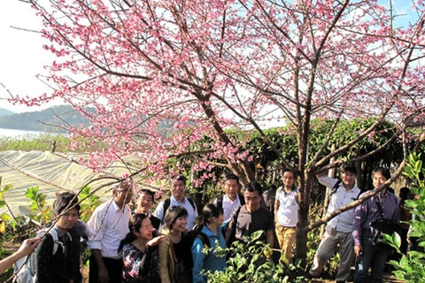 Siembra de cerezos enriquece amistad entre localidades de Vietnam y Japón