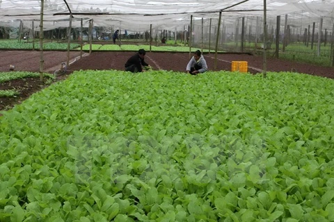 Ofrece Sudcorea asistencia al desarrollo agrícola orgánico en provincia vietnamita