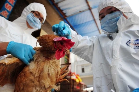 Vietnam implementa medidas preventivas contra gripe aviar A/H7N9