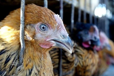 Vietnam extrema medidas contra la penetración de gripe aviar altamente patógena