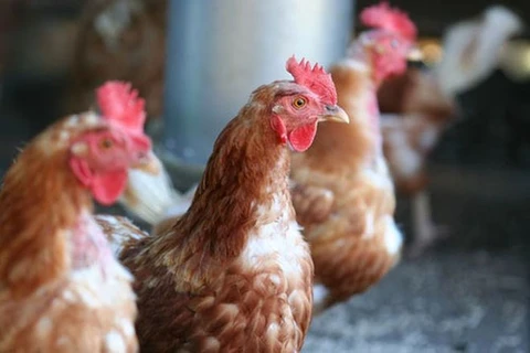 Vietnam aumenta nivel de alerta por gripe aviar
