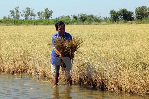 Laos impulsa producción de arroz de alta calidad 