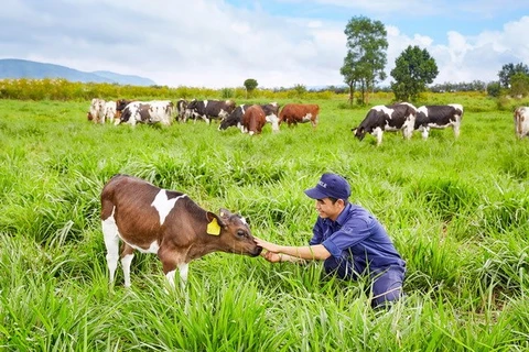 Inauguran primera granja de vacas lecheras orgánicas en Vietnam