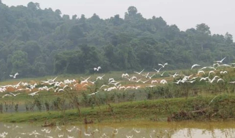 Thanh Hoa refuerza protección de población de aves en parque de Ben En