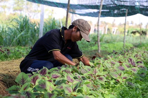 Japón apoya desarrollo de agricultura limpia en Ciudad Ho Chi Minh