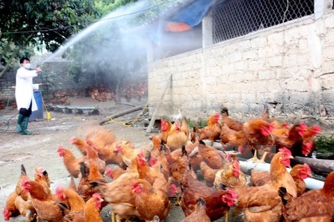Registran nuevo brote de gripe aviar A/H5N6 en provincia vietnamita