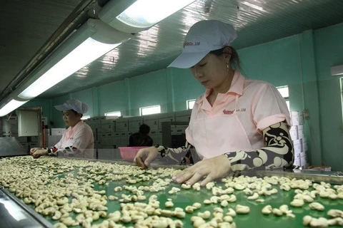 Industria vietnamita del anacardo enfrenta desafíos