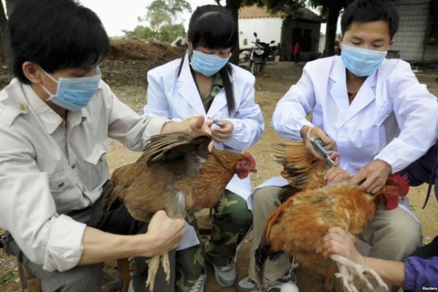 Provincia vietnamita trabaja para prevenir gripe aviar