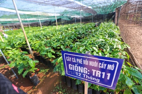 Ciudad Ho Chi Minh y Países Bajos impulsan cooperación en agricultura y tecnología