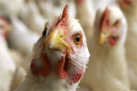 Vietnam se prepara ante alto riesgo de penetración de gripe aviar