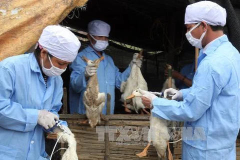 Provincia vietnamita refuerza acciones tras detección de nuevo brote de gripe aviar