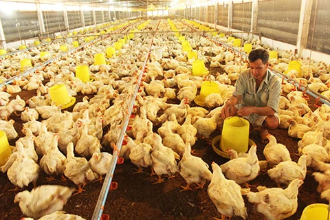 Pollo vietnamita penetrará en mercado japonés 