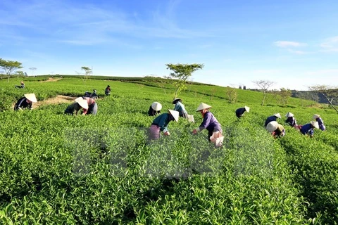 Vietnam impulsa el desarrollo de agricultura orgánica