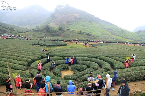 Celebran festival de té en provincia norvietnamita