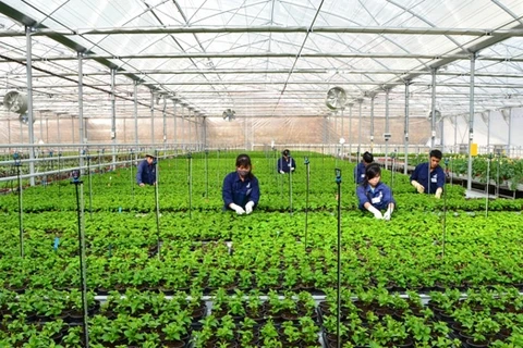Ciudad centrovietnamita creará siete zonas agrícolas de alta tecnología