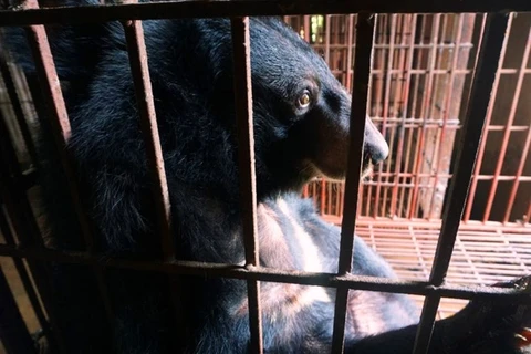 Vietnam se empeña en poner fin al negocio de bilis de oso