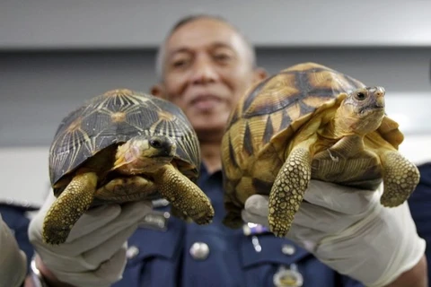 Malasia: Decomisan centenares de tortugas de contrabando de Madagascar