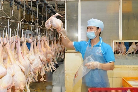 Vietnam exportará primer lote de productos procesados de aves de corral a Japón a fines de 2017