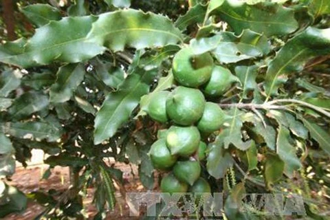 Quang Tri busca desarrollar el cultivo de macadamia