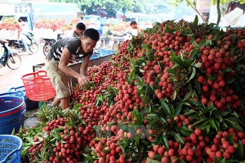 Bac Giang exportará a China 80 por ciento de volumen de lichi dedicado a la venta
