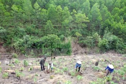 Vietnam fomenta protección y desarrollo forestal