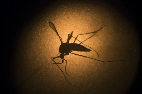 Vietnam redobla acciones contra el dengue