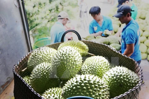 Frutas de Vietnam conquistan mercado internacional