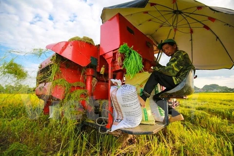 Empresas de Vietnam ganan licitación para vender arroz a Filipinas