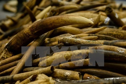 Malasia detecta casos de contrabando de colmillos de elefante y escamas de pangolín
