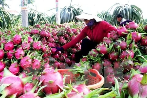  Vietnam busca exportar más verduras y frutas a China
