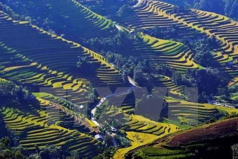 Festival cultural destacará belleza de terrazas de arroz de Vietnam