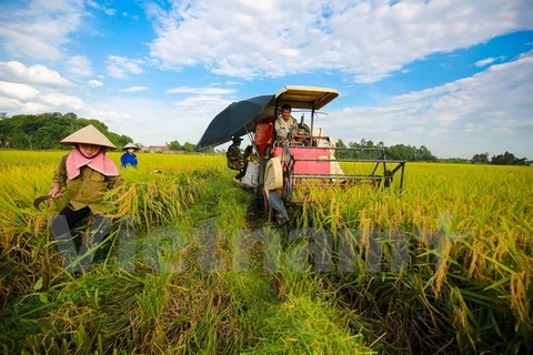 Exportaciones agrícolas y acuícolas de Vietnam superan los 20 mil millones de dólares