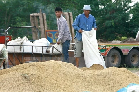 Tailandia consolidar posición como mayor exportador de arroz del mundo