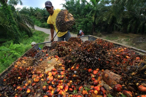 Indonesia puede suministrar ocho millones de toneladas de aceite de palma a Europa