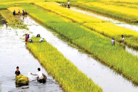 Delta del Mekong promueve productos locales
