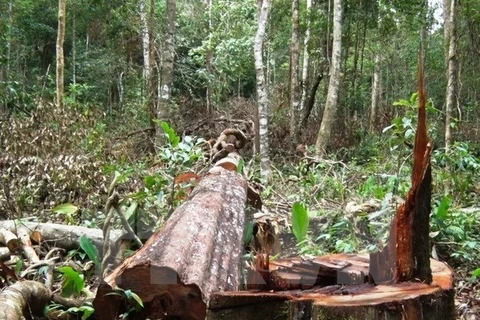 Provincia vietnamita de Bac Giang refuerza protección forestal
