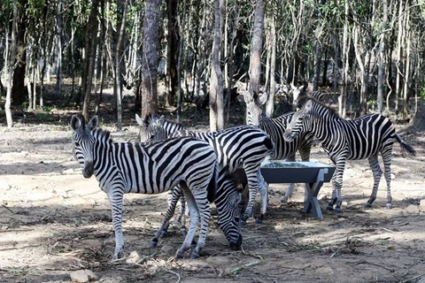 Provincia sudvietnamita de Dong Nai lanzará safari de vida silvestre