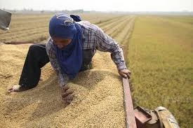 Agricultores tailandeses reducirán áreas de cultivo de arroz