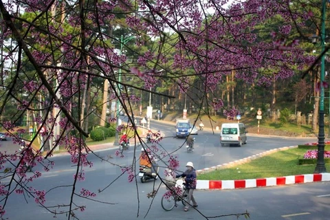 Festival de flor de cerezo embellecerá ciudad altiplánica vietnamita